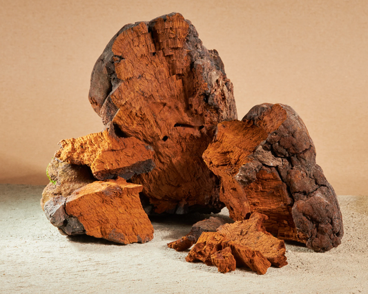 Chaga: Beneficios, Propiedades e Historia
