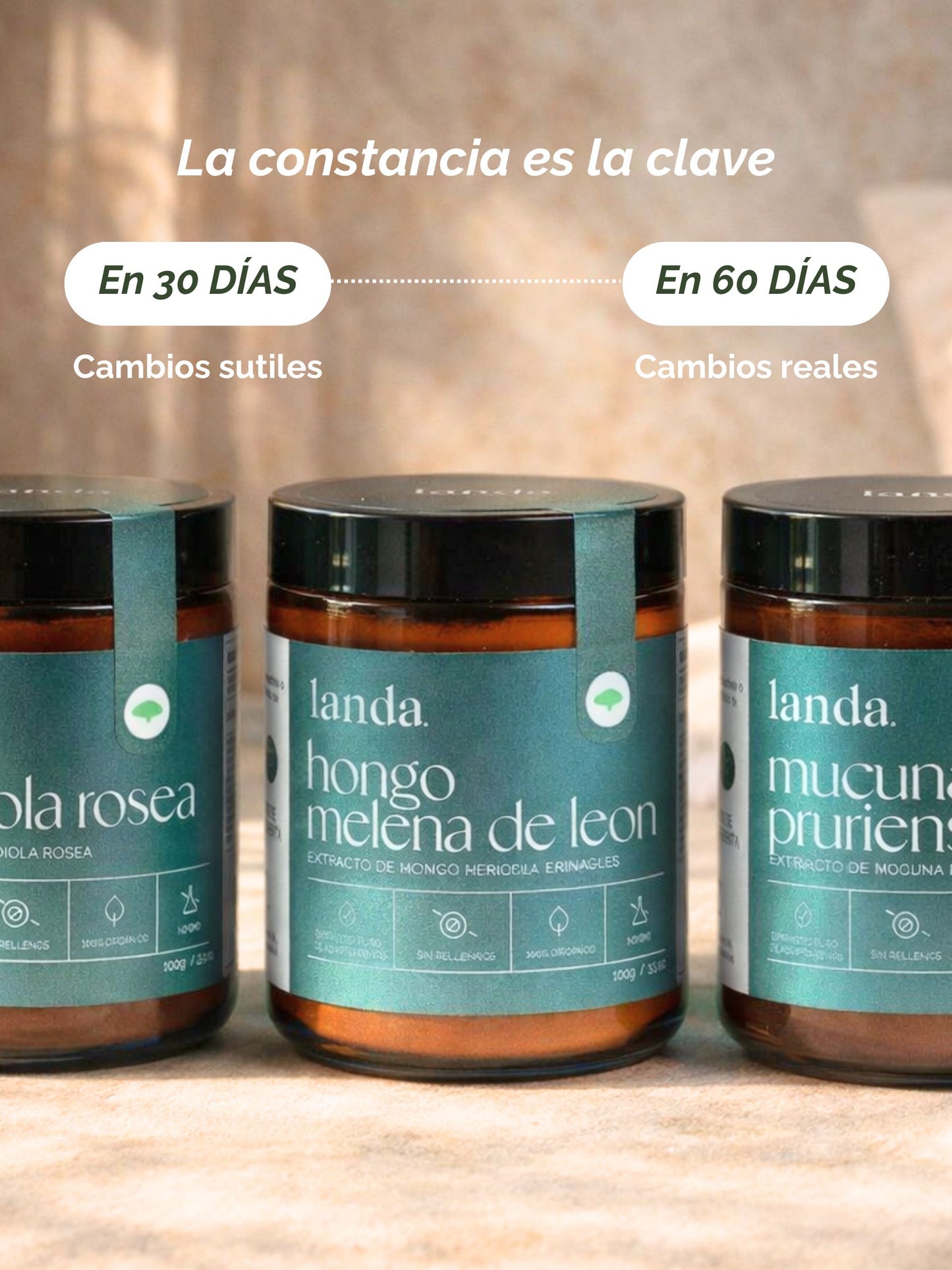 Protocolo: Nootropico (Soporte cognitivo)