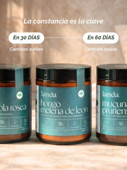 Protocolo: Nootropico (Soporte cognitivo)